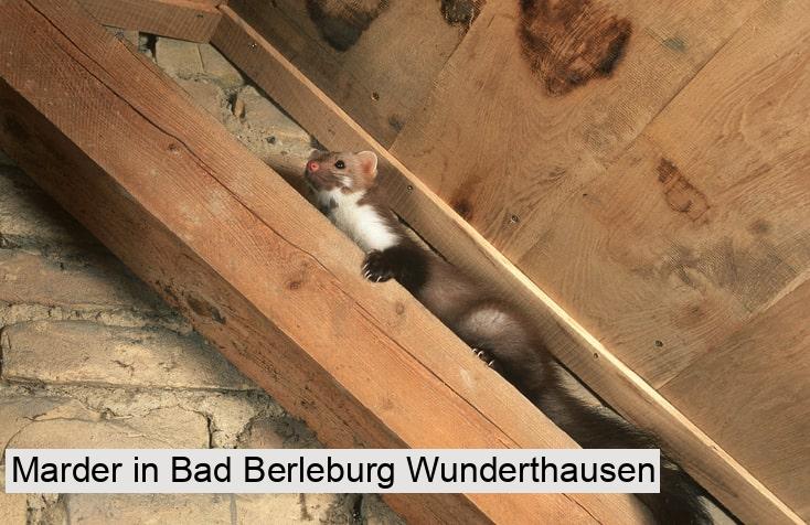 Marder in Bad Berleburg Wunderthausen